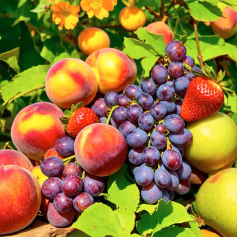 Fruits du verger