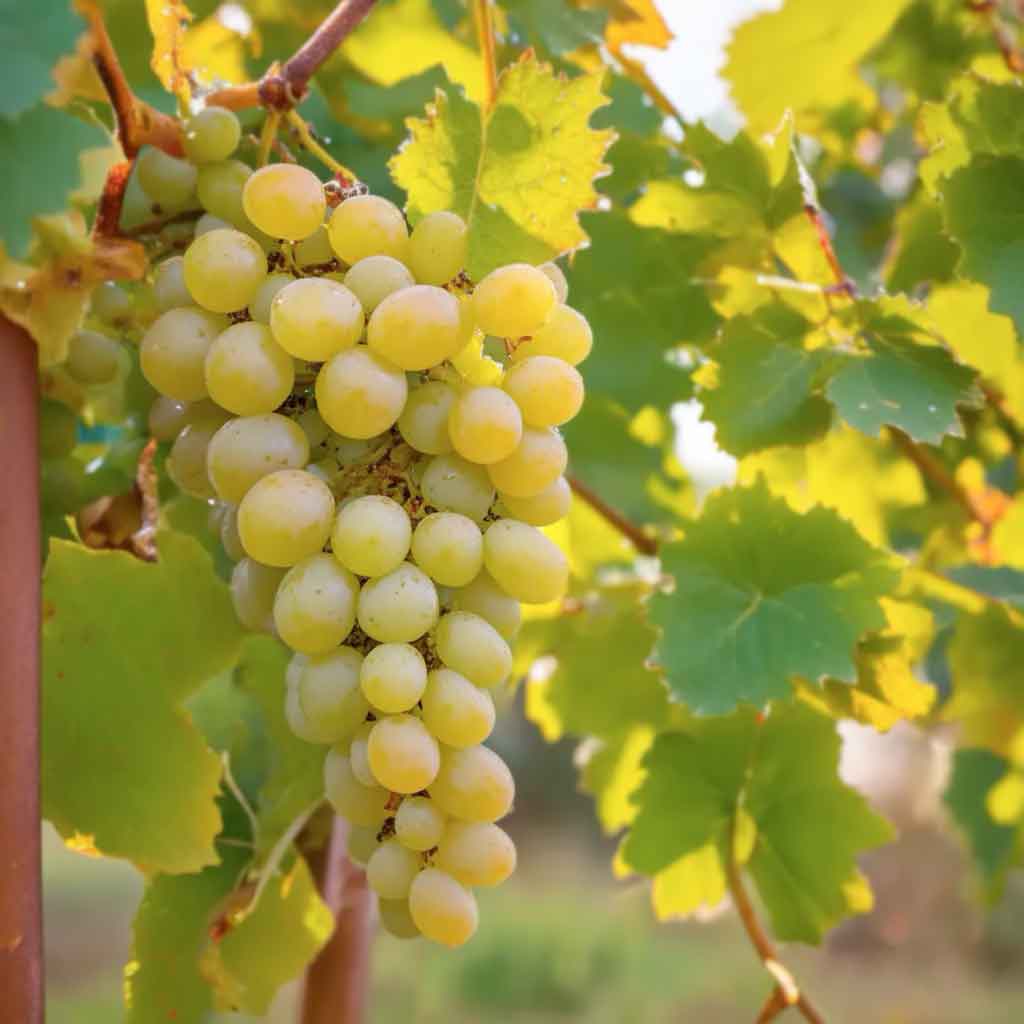 Raisin blanc