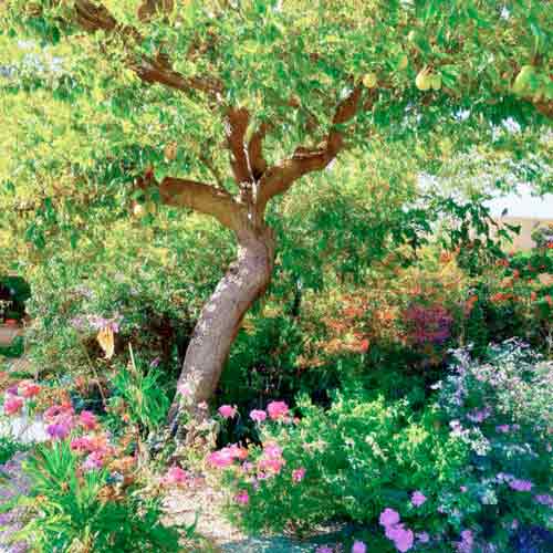 au fond du jardin